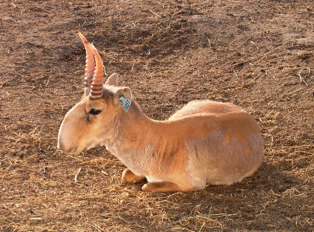 Saiga antelope. CC BY-SA 3.0 Author: https://commons.wikimedia.org/wiki/User:Arkhivov